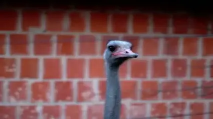 Ostrich