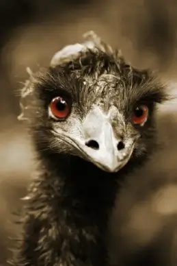 ostriches look