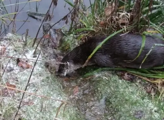 otter