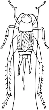 Outline Cricket clip art