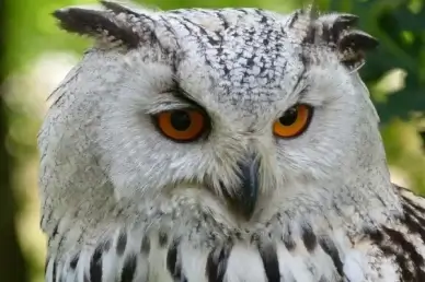 owl bird animal