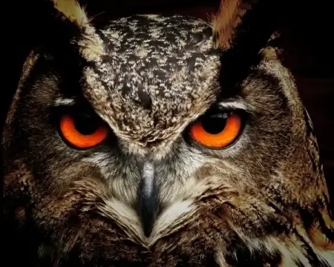 owl bird eyes