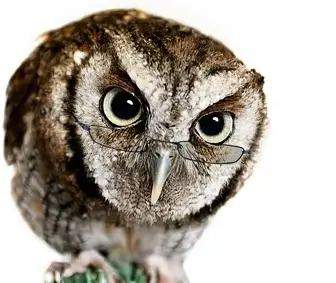 owl picture