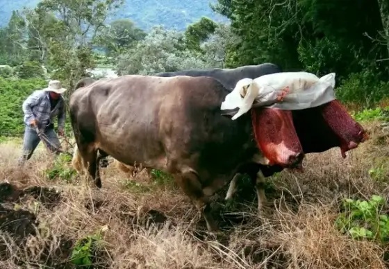 oxen plowing 2