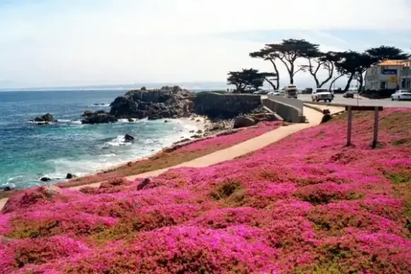 pacific grovemonterey calif