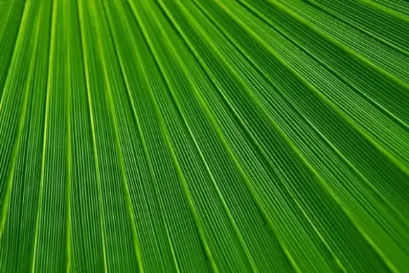 palm leaf texture
