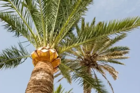 palm tree
