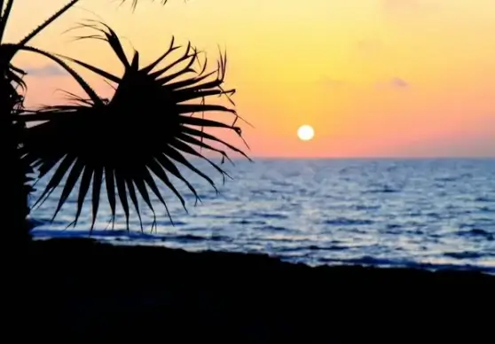 palm tree at sunset