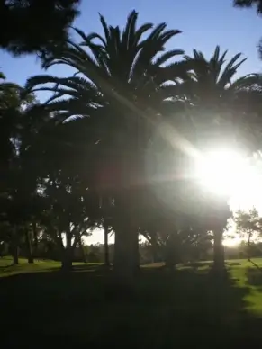 palm trees and sun