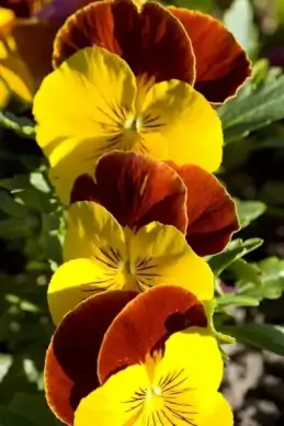 pansy