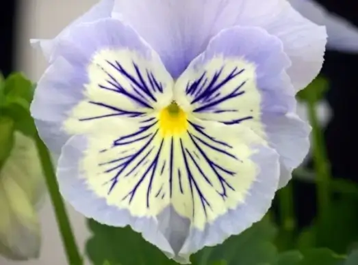 pansy