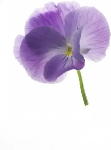 pansy
