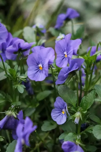 Pansy blooming scenery picture elegant modern 