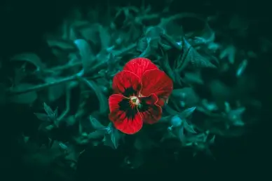 Pansy flower backdrop dark night scene
