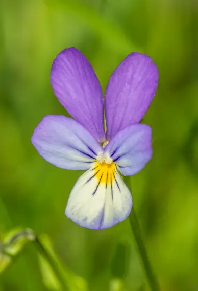 pansy flower backdrop picture elegant bright closeup