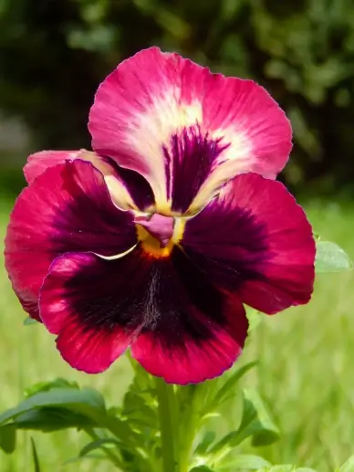 Pansy flower backdrop picture elegant closeup