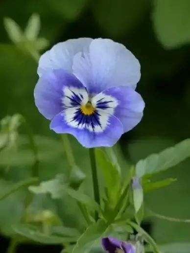 pansy flower blue