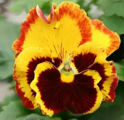 pansy flower garden pansy