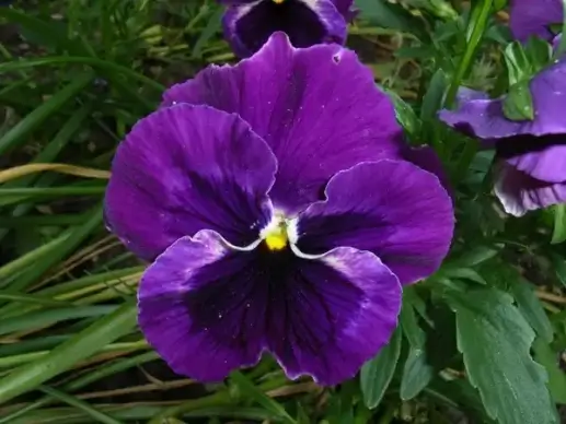 pansy flower violet