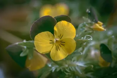 Pansy flowers backdrop picture elegant contrast closeup