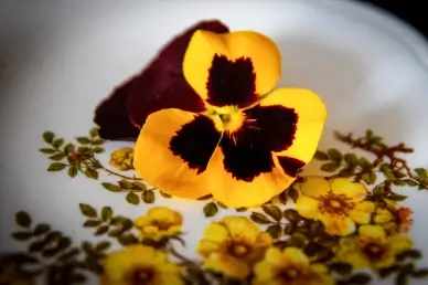 pansy flowers decoration picture elegant closeup