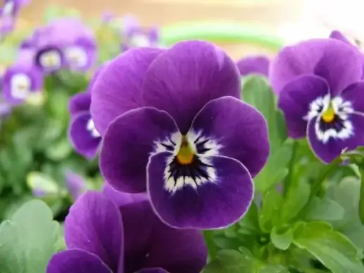 pansy macro photography plant