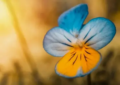 pansy petal backdrop picture elegant contrast closeup