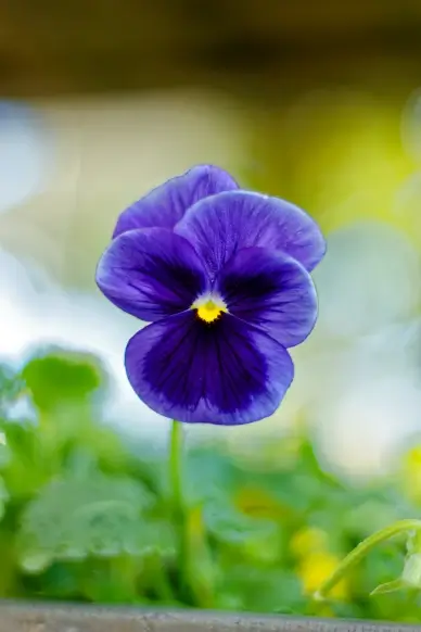 pansy petal backdrop picture modern elegant closeup