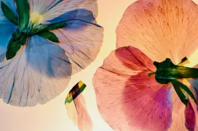 Pansy petals backdrop picture contrast closeup