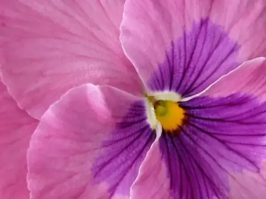 pansy pink macro photography