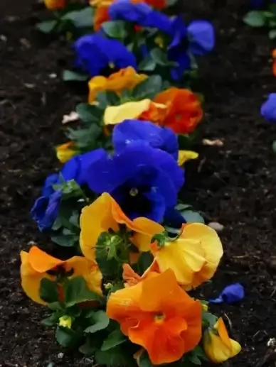pansy viola wittrockiana flower plants