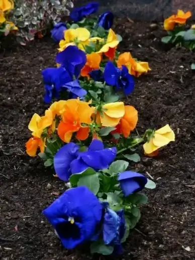 pansy viola wittrockiana flower plants