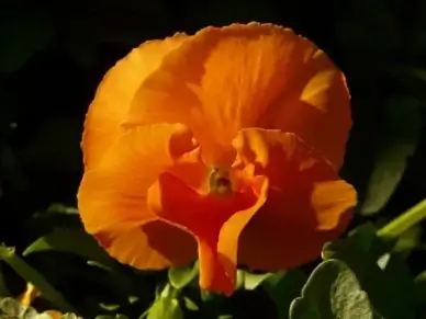 pansy violet orange