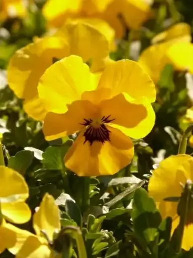 pansy violet yellow