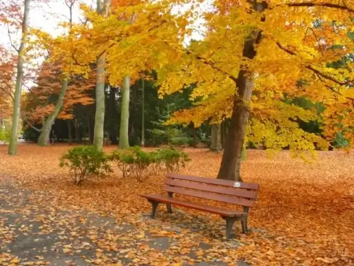 park autumn garden