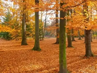 park autumn garden