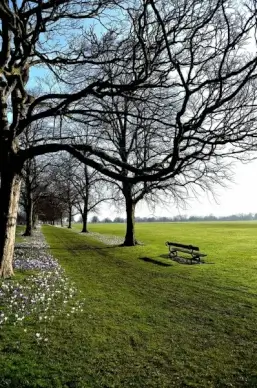 park background