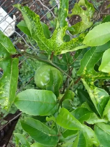passiflora edulis cucumber mosaic virus on passionfruit leaves