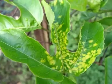 passiflora edulis cucumber mosaic virus on passionfruit leaves