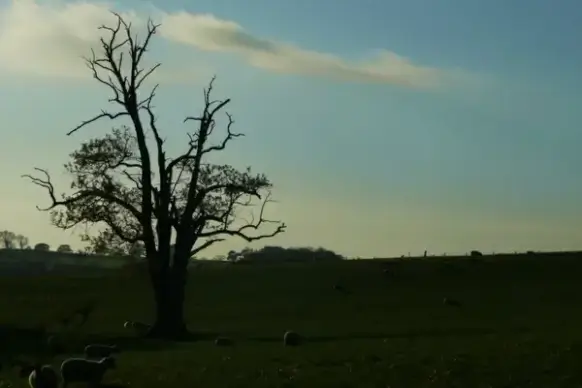pastures and sheep