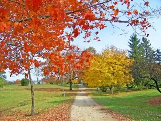 path in autumn trees