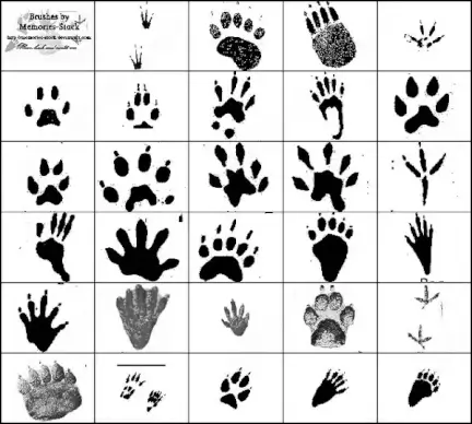 paw prints, bird footprints, and stuff. each brush