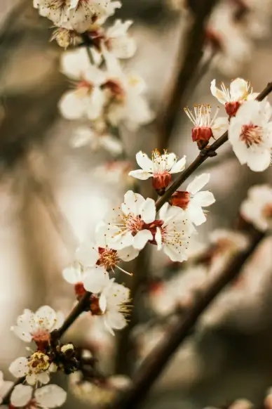 peach blossom backdrop picture contrast closeup