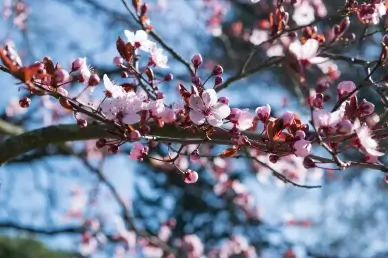 peach blossom scenery backdrop blooming scene