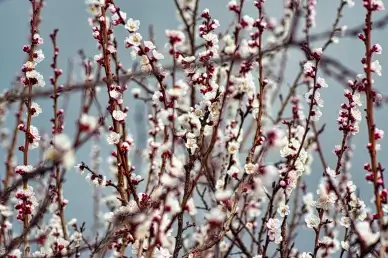 Peach blossom scenery backdrop picture elegant realistic
