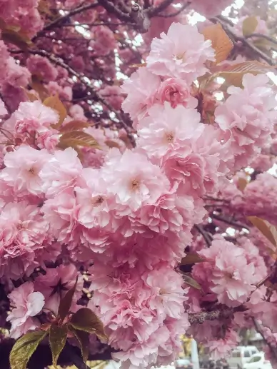 peach blossom scenery picture elegant closeup blooming flowers