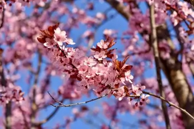 peach blossom scenery picture elegant realistic
