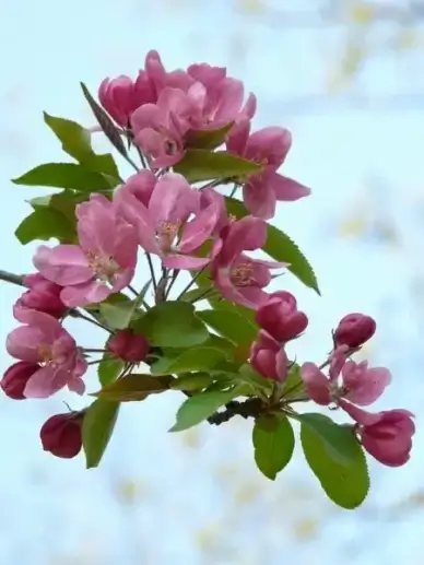 peach tree peach tree blossom bloom