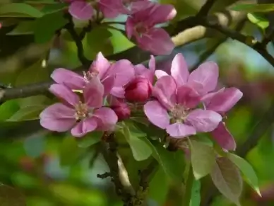 peach tree peach-tree blossom bloom