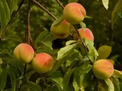 peaches peach tree malum persicum
